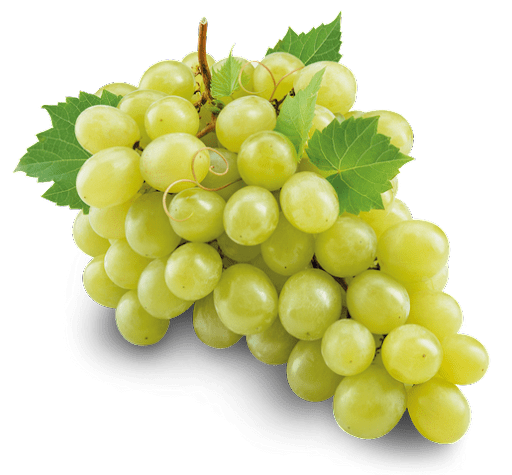 White-Seedless-Grapes